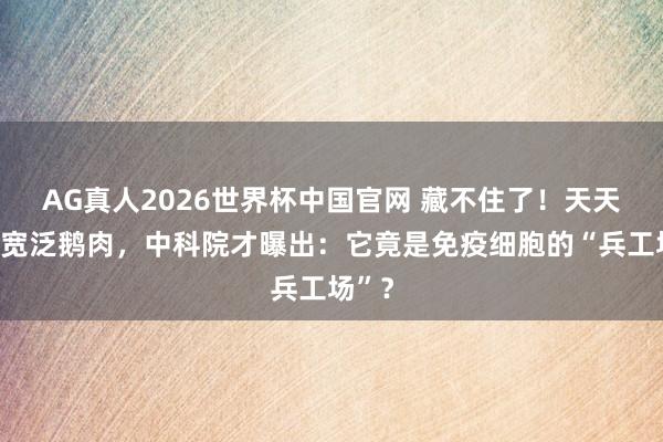 AG真人2026世界杯中国官网 藏不住了!天天吃的宽泛鹅肉,中科院才曝出:它竟是免疫细胞的“兵工场”?